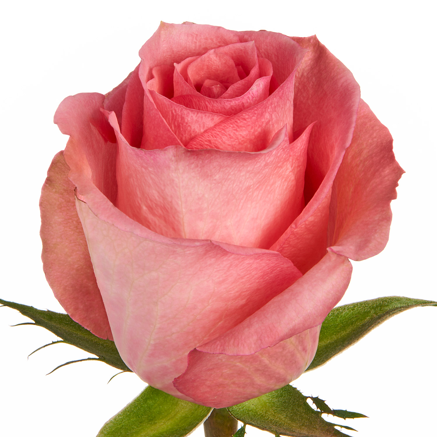 Pink Roses